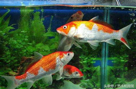 魚 數量 風水|養風水魚數量攻略：命格五行對應養魚條數 